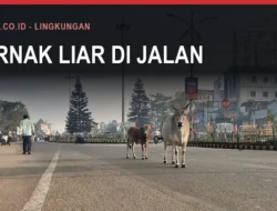 Ternak Liar di Kota Bulukumba dan Dendanya