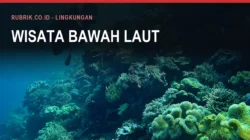 Wisata Bawah Laut Bulukumba: Pulau Kambing