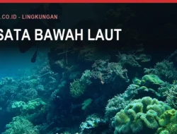 Wisata Bawah Laut Bulukumba: Pulau Kambing